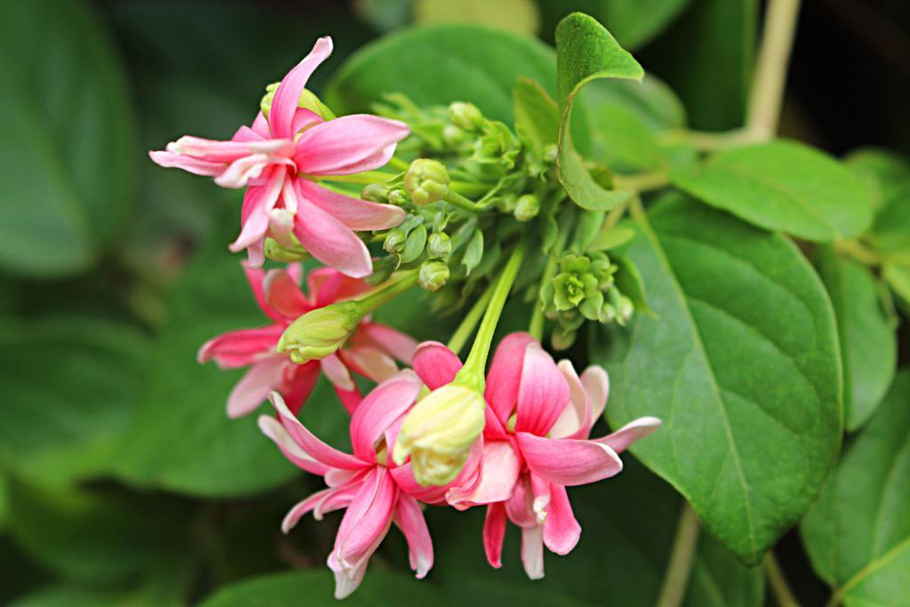 Kampong Chhnang Garden Guesthouse מראה חיצוני תמונה