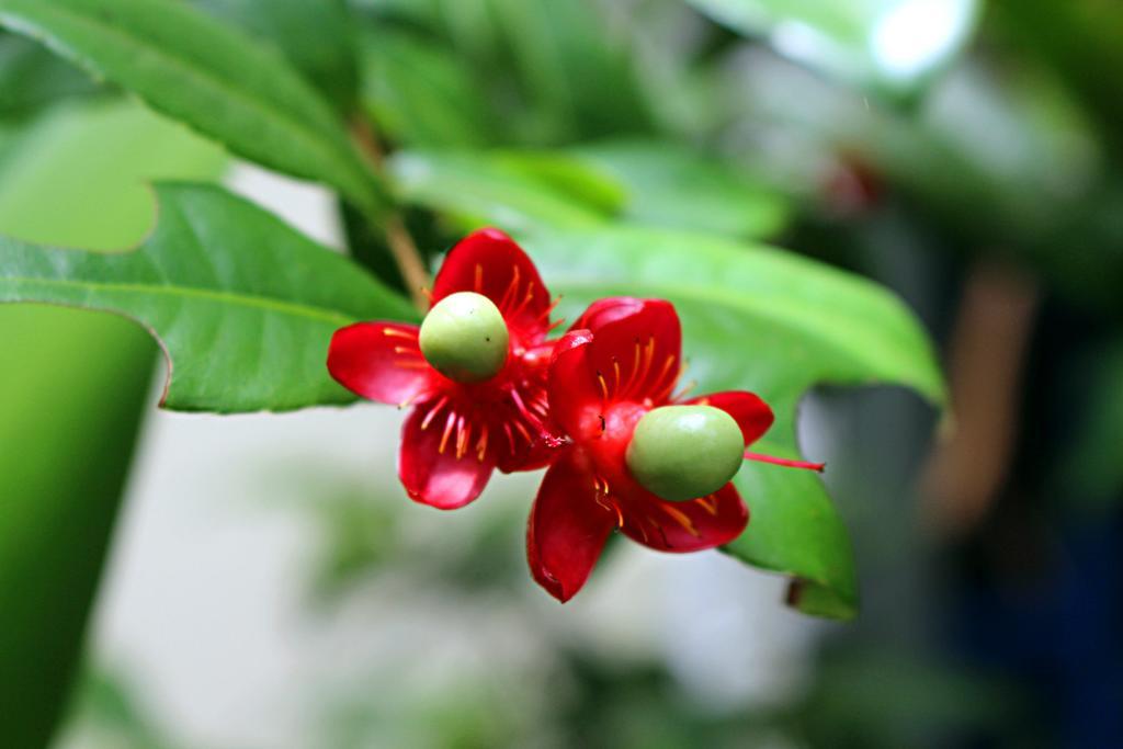 Kampong Chhnang Garden Guesthouse מראה חיצוני תמונה