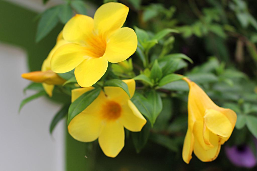 Kampong Chhnang Garden Guesthouse מראה חיצוני תמונה